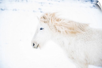 Iceland, Snaefellsnes Peninsula, White Icelandic Horse In The Winter Snow