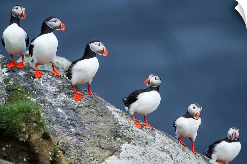 Iceland, South Iceland, Ingolfshofdi, Atlantic puffins in a row.