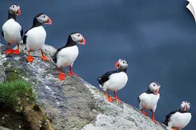 Iceland, South Iceland, Ingolfshofdi, Atlantic Puffins In A Row