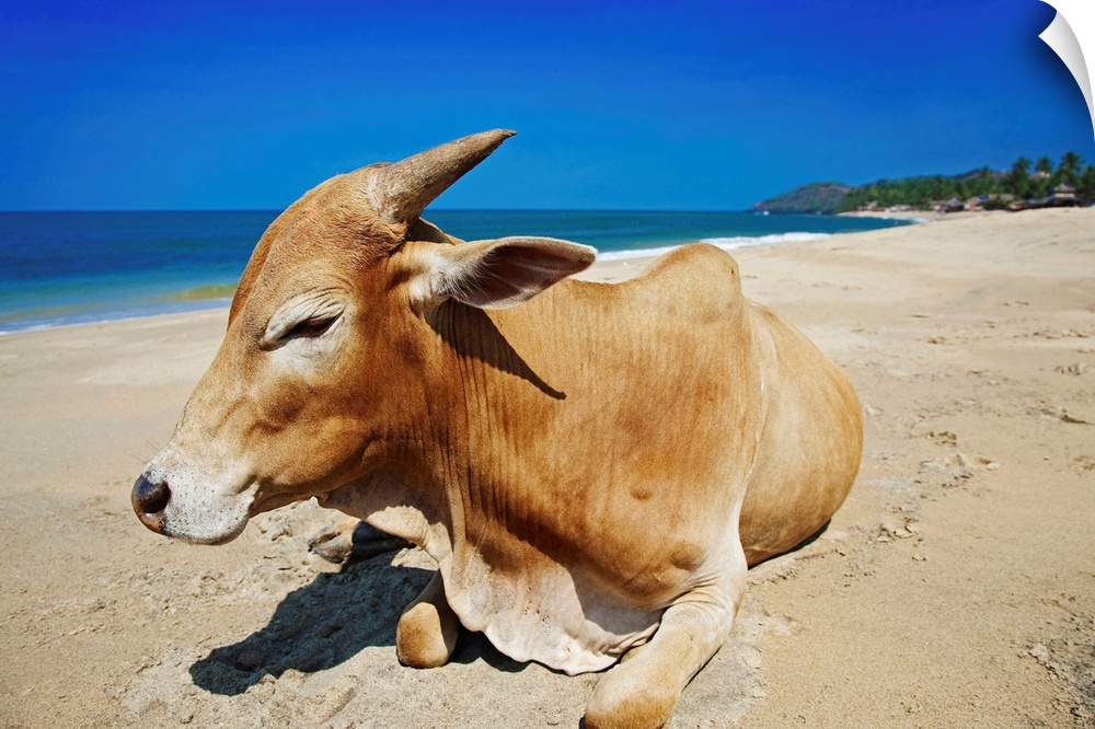 India, Goa, Anjuna, Anjuna beach, Cows are sacred in India and can go everywhere