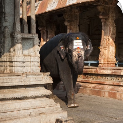 India, Karnataka, Hampi, Lakshmi the Temple Elephant, Virupaksha Temple