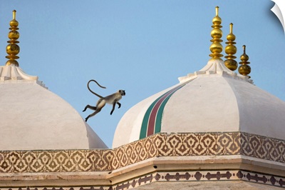 India, Rajasthan, A Monkey Jumps Across The Rooftops Of The Fort