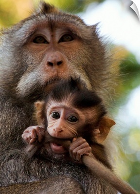 Indonesia, Bali, Alas Kedaton forest, monkey with baby