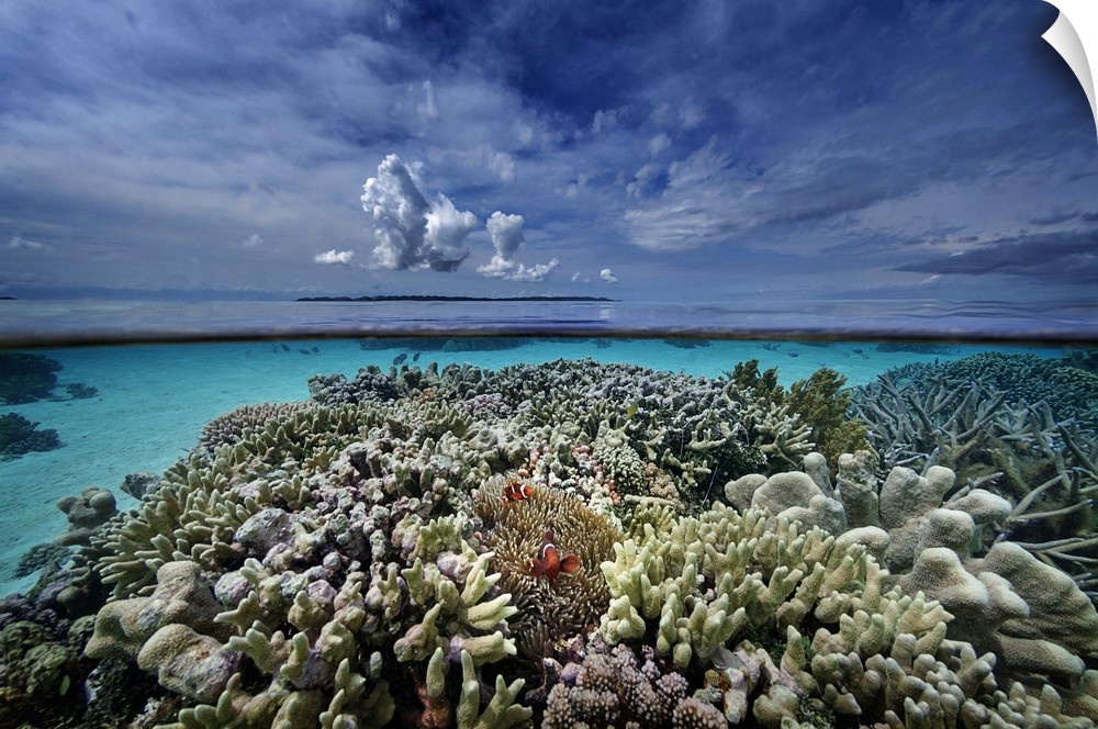 Indonesia, Sulawesi Island, Coral reef, winning picture of the Voice of the Ocean 2014 competition, Adex 2014 in Singapore.