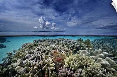 Indonesia, Sulawesi Island, Coral reef