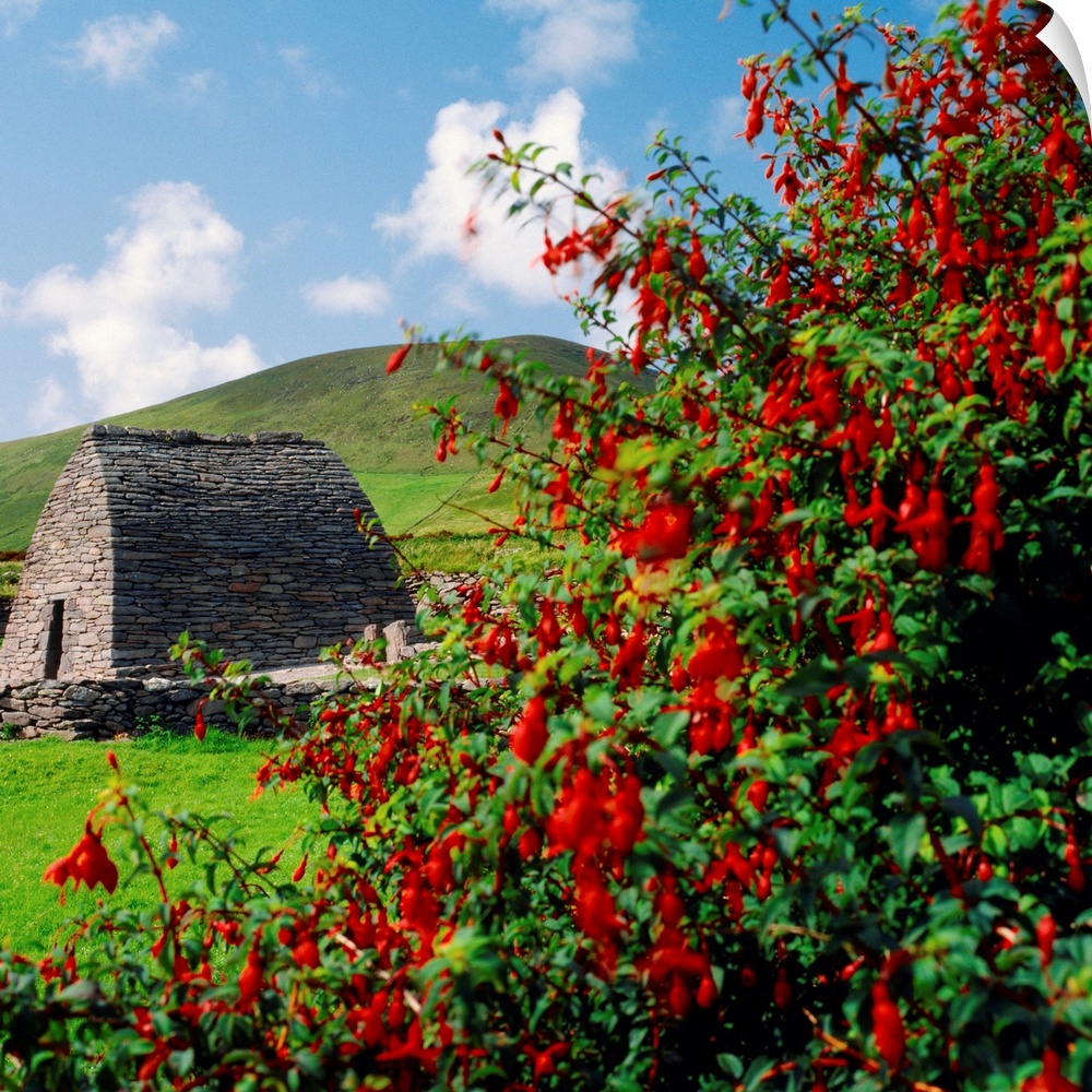 Ireland, Kerry, Dingle Peninsula, Gallarus Oratory, an early Christian church near Smerwick village and bush of fuchsia