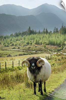 Ireland, Mayo, Great Britain, Sheep on the roadside, Keel, Wild Atlantic Way
