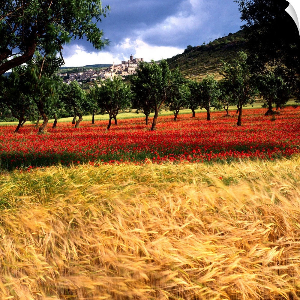 Italy, Abruzzo, Capestrano, field of ripe wheat, almond-tree, poppies