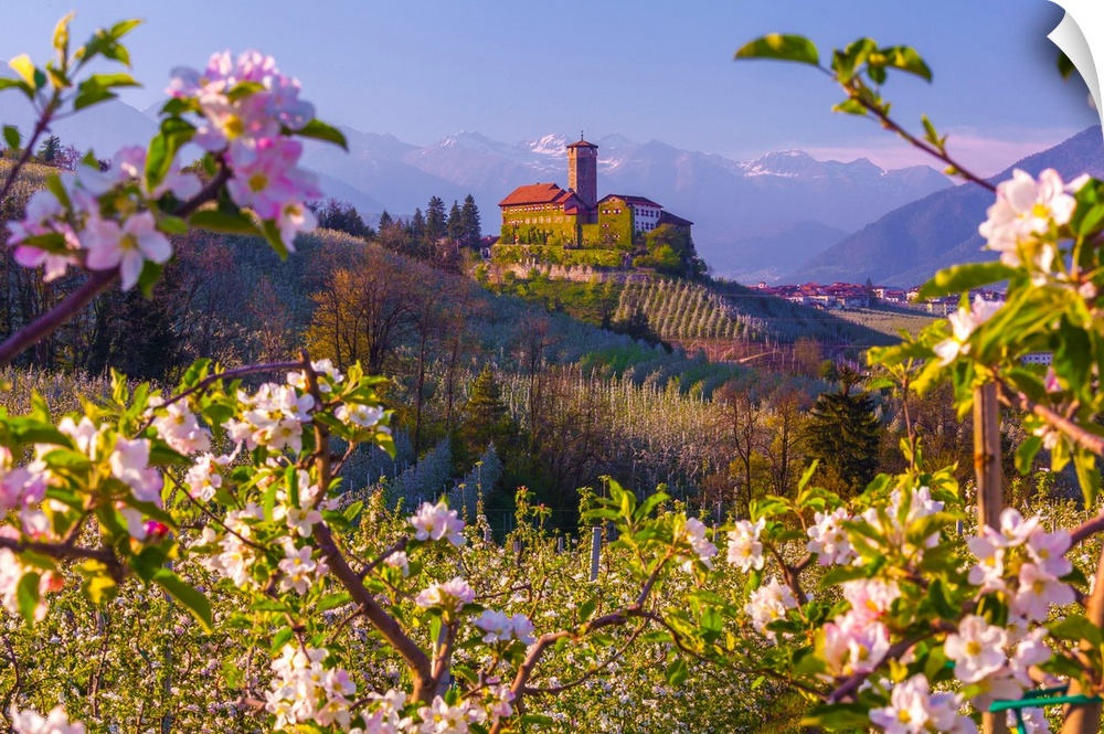 Italy, Trentino-Alto Adige, Alps, Trento district, Trentino, Val di Non, Tassullo, Castel Valer and apple trees in spring.