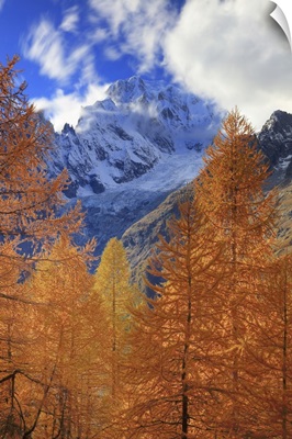 Italy, Aosta Valley, Alps, Autumn Larches In The Area Of Rifugio Bertone, Mont Blanc