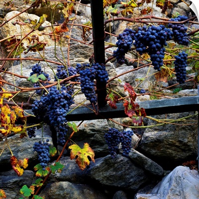 Italy, Aosta Valley, Verres, Grapes on natural stone wall