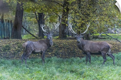 Italy, Belluno, In The Autumn Forest, Two Male Deer Look Straight At The Camera