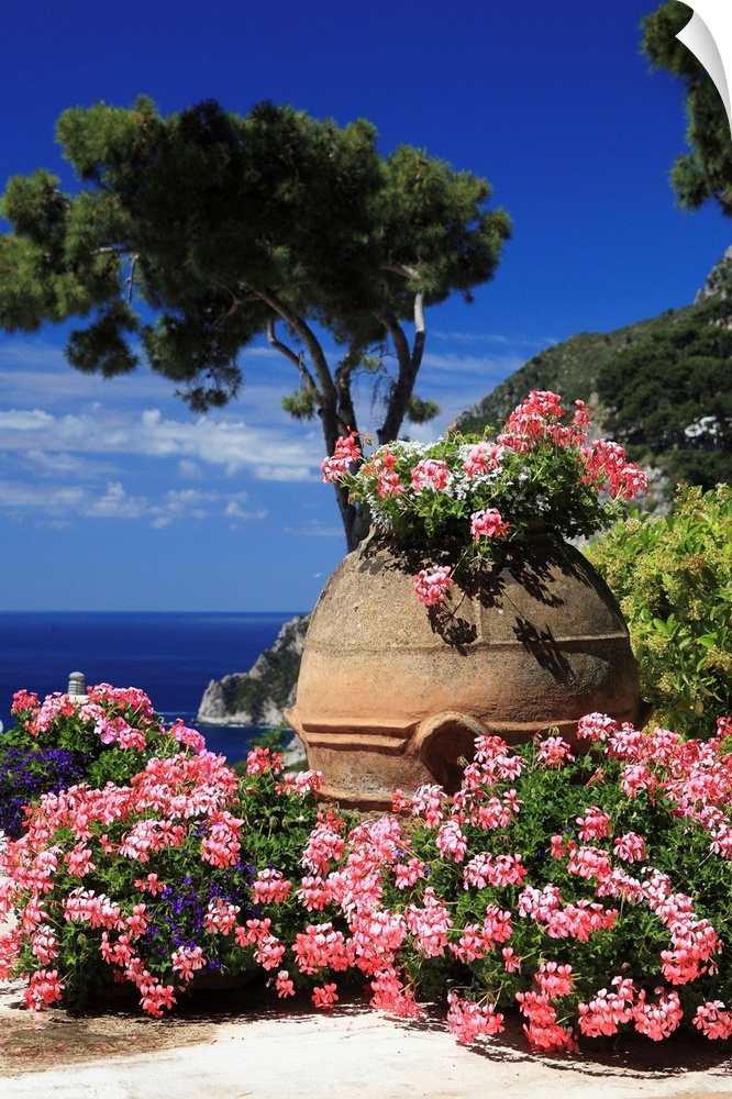 Italy, Campania, Mediterranean sea, Tyrrhenian coast, Napoli district, Capri, Flowers