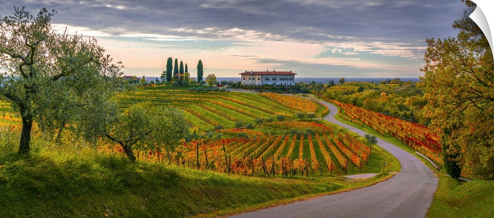 Italy, Friuli-Venezia Giulia, Udine district, Colli Orientali, Rosazzo, Autumn vineyards and olive trees near the Rosazzo ...