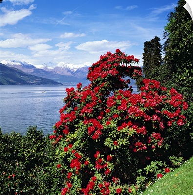Italy, Como district, Villa Melzi, park with rhododendron on lakeside