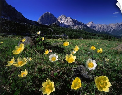 Italy, Dolomites, anemone Alpina meadow and Tofane in background