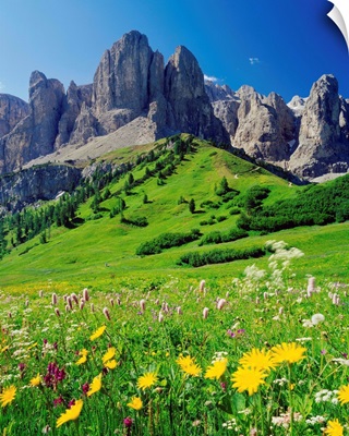 Italy, Dolomites, Passo Gardena (Grodner Joch), alpine meadow towards Sella