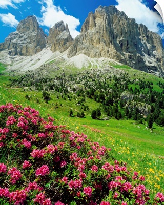 Italy, Dolomites, Rhododendron Ferrugineum and Sassolungo (Langkofel)