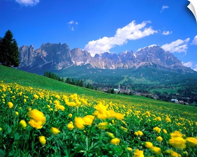 Italy, Dolomites, Trollius meadow towards the Mount Cristallo