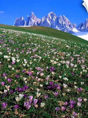 Italy, Dolomites, Val di Funes, Crocus meadow and Odle Range (Geisler Gruppe)