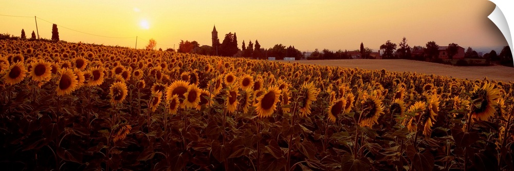 Italy, Emilia-Romagna, Sunflowers