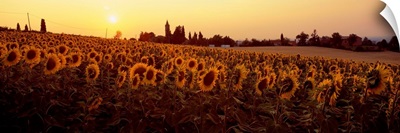 Italy, Emilia-Romagna, Sunflowers