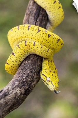 Italy, Emilia-Romagna, The Arboreal Green Python (Morelia Viridis)
