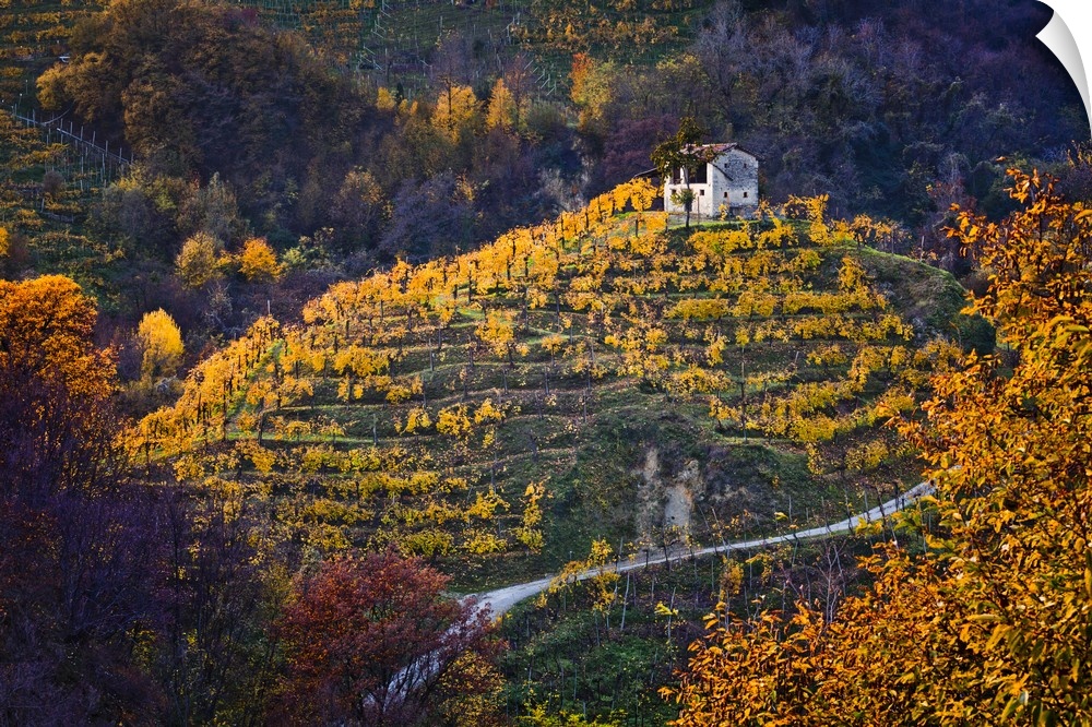 Italy, Veneto, Treviso district, Farra di Soligo, Collagu, Prosecco vineyards.