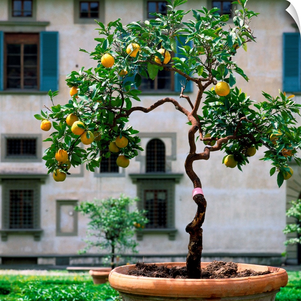Italy, Florence, Villa Medici di Castello, lemon tree