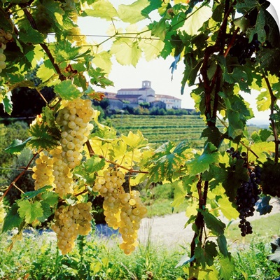 Italy, Friuli, Colli Orientali, vineyard and Rosazzo Abbey in background