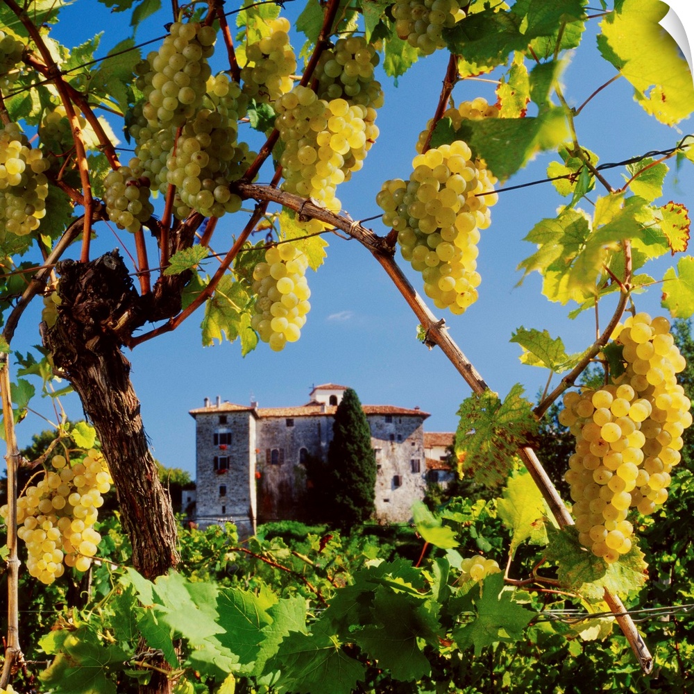 Italy, Friuli, Collio Orientali, grapes and Rosazzo Abbey