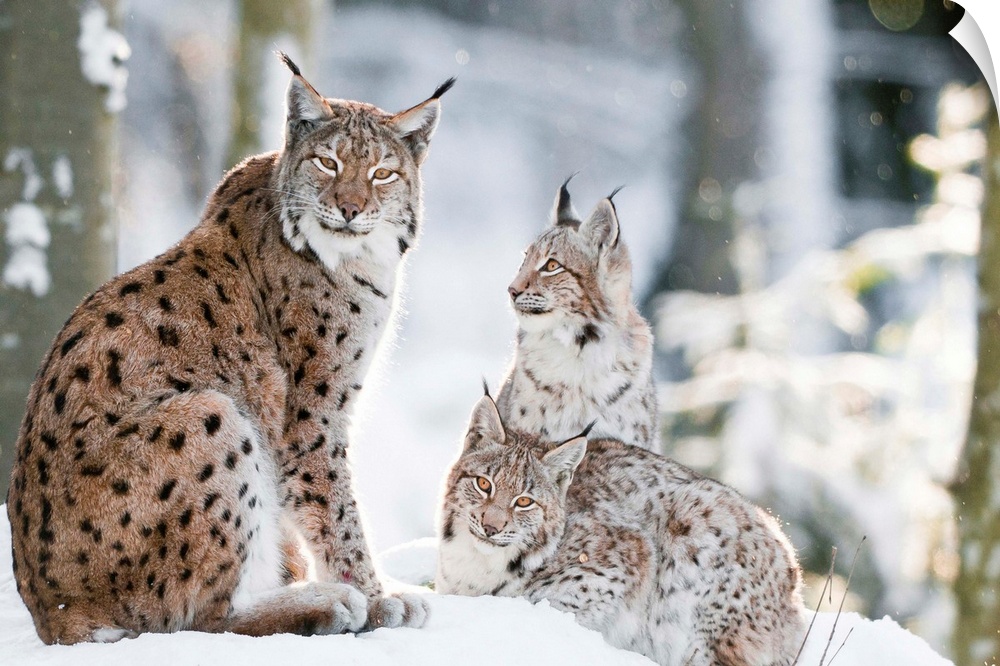 Italy, Friuli-Venezia Giulia, Alps, Julian Alps, Carnia, Udine district, Winter, lynx (lynx lynx) with puppy in the forest