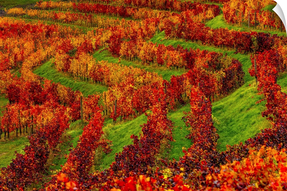 Italy, Friuli-Venezia Giulia, Udine district, Colli Orientali, Premariacco, Colorful autumnal vineyard in Rocca Bernarda.