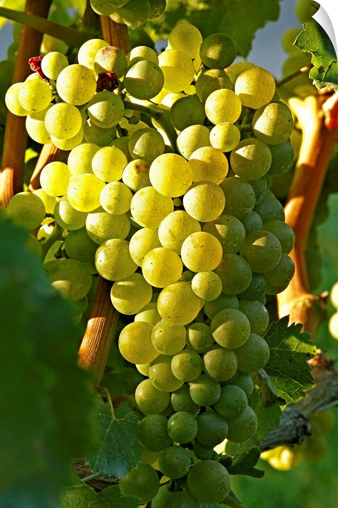 Italy, Friuli-Venezia Giulia, Mediterranean area, Udine district, Colli Orientali, Prepotto, Summer, bunch of grapes in Al...