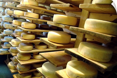 Italy, Friuli-Venezia Giulia, Cormons, Borg da Ocjs farm holiday, cheese making