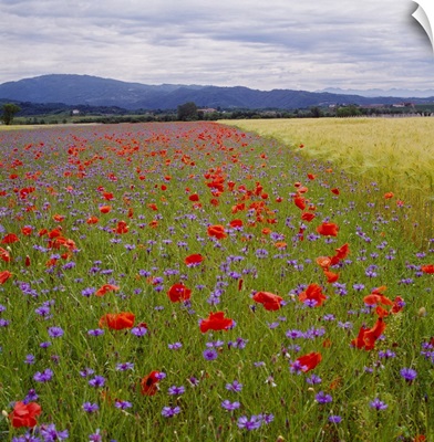 Italy, Friuli, Wheat and flowers field