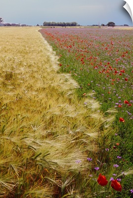 Italy, Friuli, Wheat field