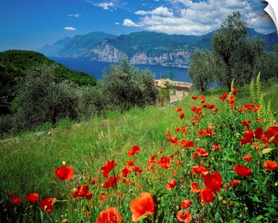 Italy, Lake Garda, Malcesine, Malcesine, view over the lake, poppies nearby