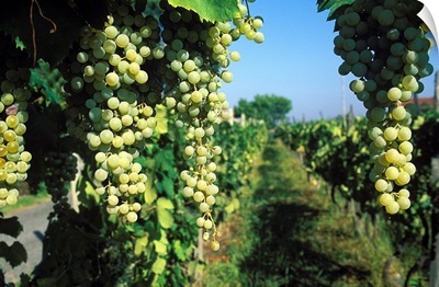 Italy, Latium, Pomezia, Pomezia, Vineyard
