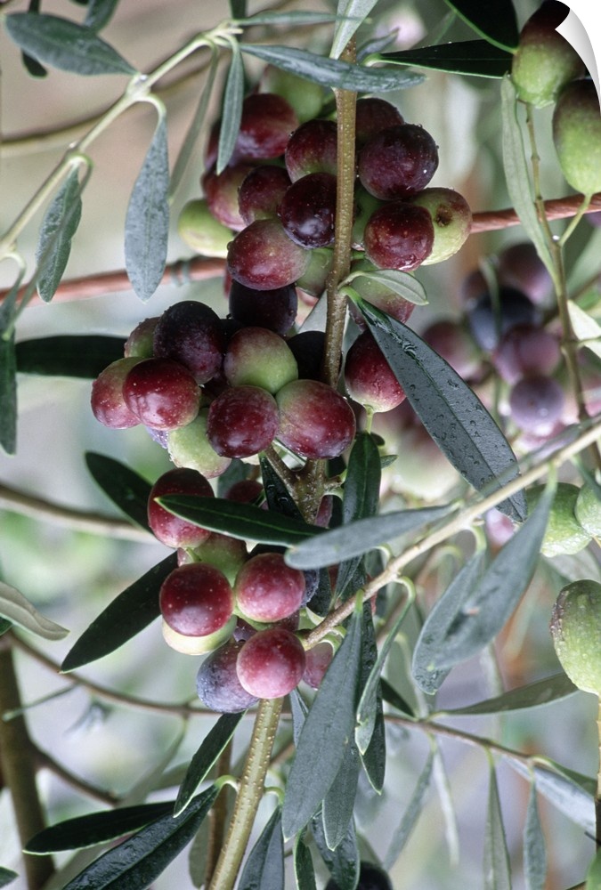Italy, Latium, Rosciola olives