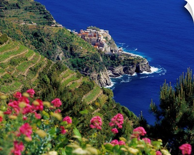 Italy, Liguria, Manarola, vineyards