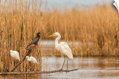 Italy, Little Egret, Great Egret and Cormorant at Caneo Oasis on Cona Island