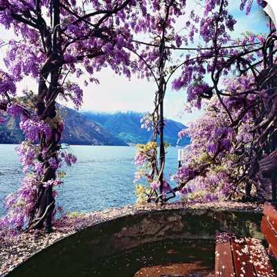 Italy, Lombardy, Como Lake, Tremezzo, Wisteria flowers on lakeside