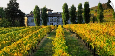 Italy, Lombardy, Franciacorta, vineyards