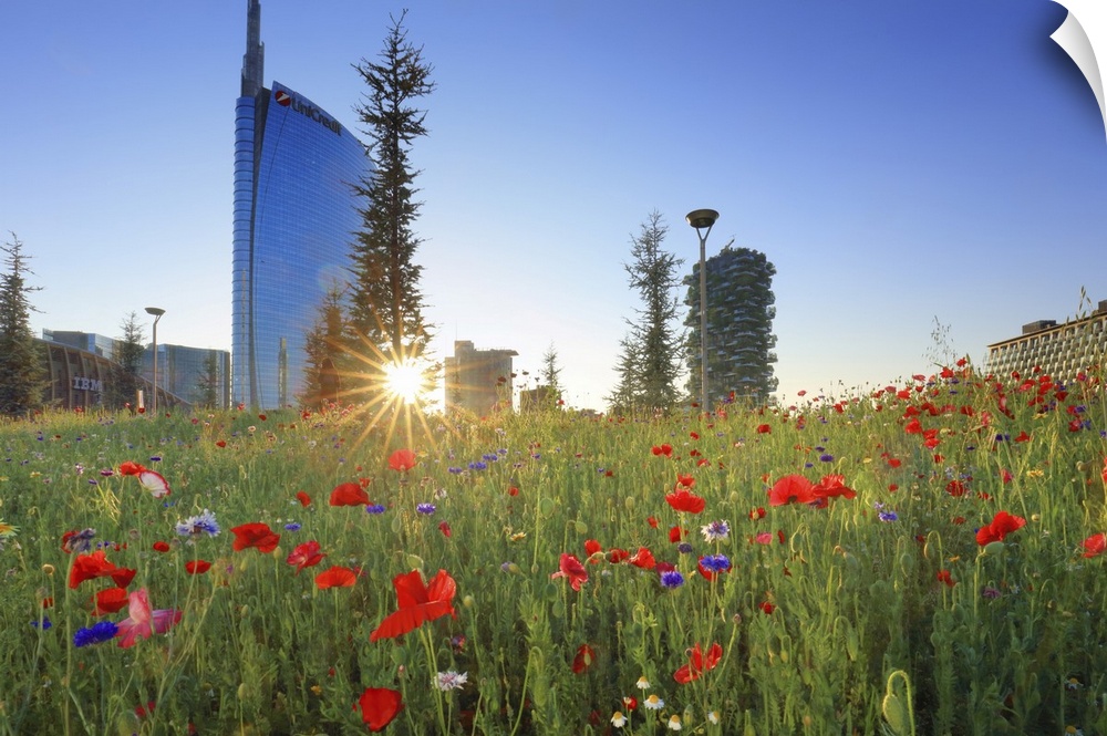 Italy, Lombardy, Milano district, Milan, Porta Nuova, Flowers with the Unicredit Tower and one of the buildings of the Bos...