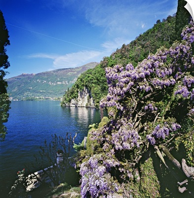 Italy, Lombardy, Villa Balbianello, wisteria in the park on lakeside