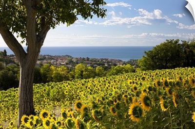 Italy, Marches, Parco del Conero, Numana, Countryside of Numana village with sunflowers