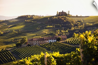 Italy, Piedmont, Langhe, Barolo, Mediterranean area, Cuneo district, Vineyards