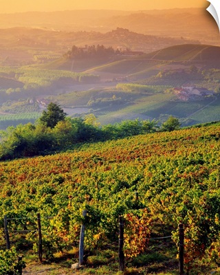 Italy, Piedmont, Monferrato, hills and vineyards