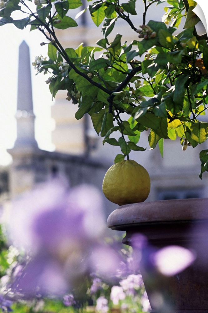 Italy, Latium, Rome, Villa Borghese, Lemon tree (citrus medica grandis)